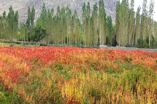 Growing quinoa in Ladakh